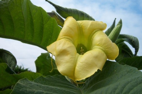Brugmansia x jaune